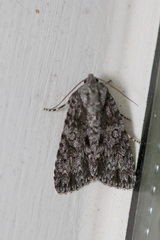 Acronicta hamamelis