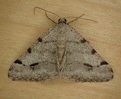 Digrammia denticulata