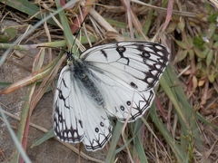 Melanargia arge