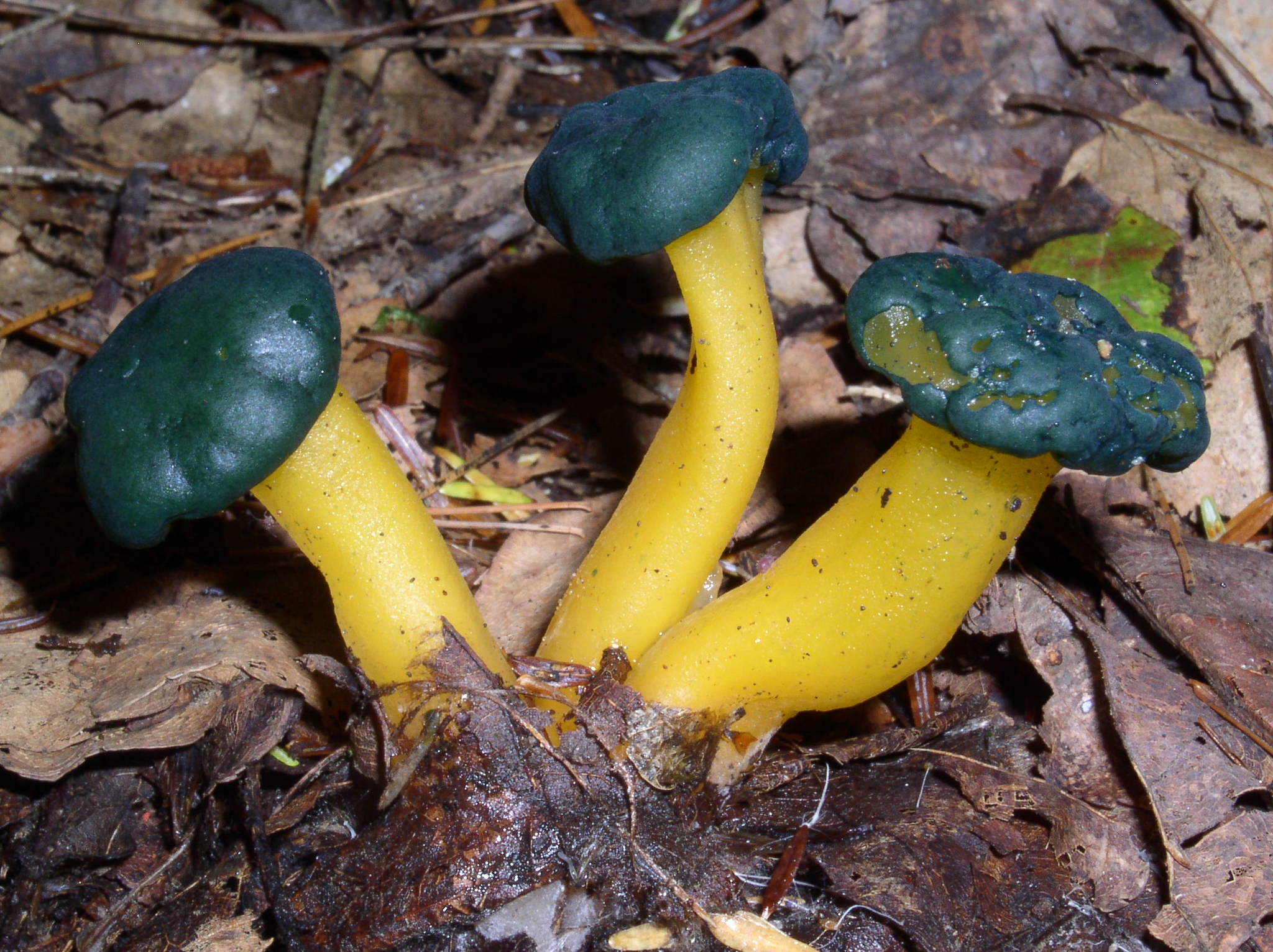Leotia viscosa image