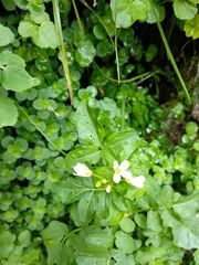 Cardamine amara