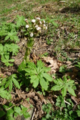 Petasites frigidus palmatus
