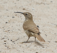 Upucerthia dumetaria