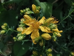 Hypericum × desetangsii