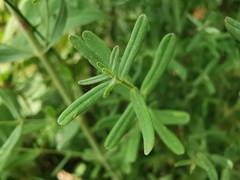 Hypericum × desetangsii