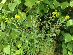 Hypericum × desetangsii