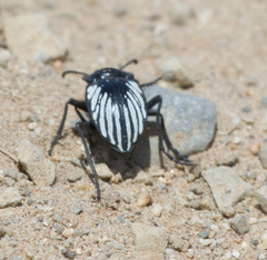 Gyriosomus kingi