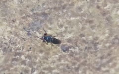 Sphyracephala hearseiana