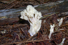 Lentaria byssiseda