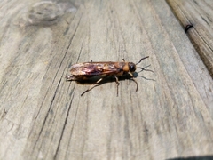 Eriotremex formosanus