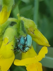 Phyllobius virideaeris