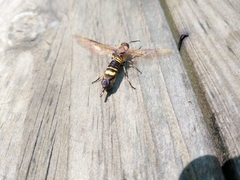 Eriotremex formosanus