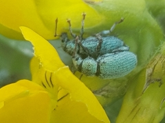 Phyllobius virideaeris
