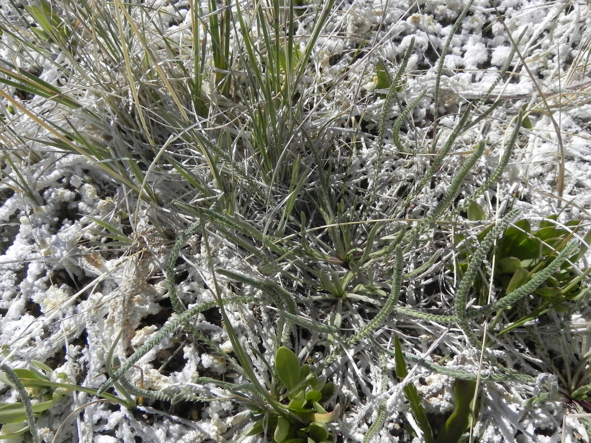 Ivesia kingii var. kingii