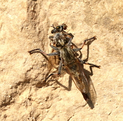 Laphystia