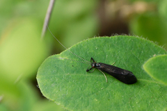 Mystacides sepulchralis