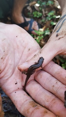 Desmognathus fuscus