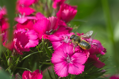 Megachile centuncularis