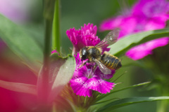 Megachile centuncularis