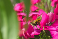 Megachile centuncularis