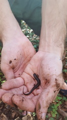 Desmognathus fuscus
