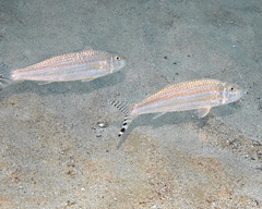 Band-Tail Goatfish photo 2