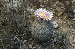 Echinomastus intertextus intertextus