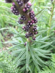 Pontechium maculatum