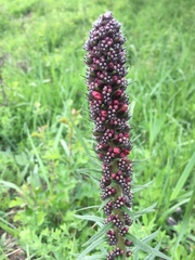 Pontechium maculatum