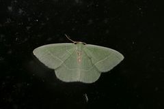 Nemoria rubrifrontaria