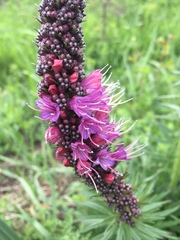 Pontechium maculatum