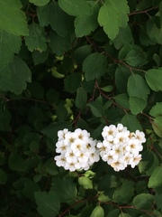 Spiraea × vanhouttei