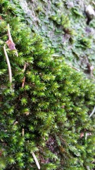 Racomitrium aquaticum