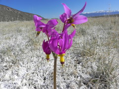Primula pauciflora shoshonensis