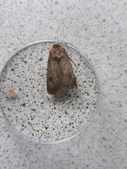 Agrotis exclamationis