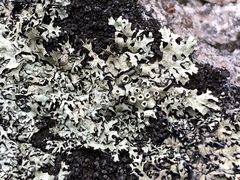 Xanthoparmelia viriduloumbrina