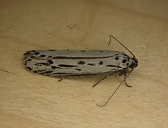 Ethmia monticola