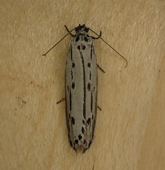 Ethmia monticola