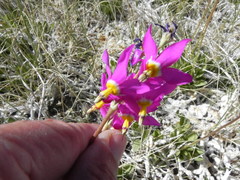 Primula pauciflora shoshonensis