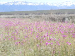 Primula pauciflora shoshonensis