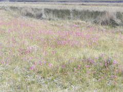 Primula pauciflora shoshonensis