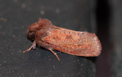 Eastern Grass Tubeworm Moth