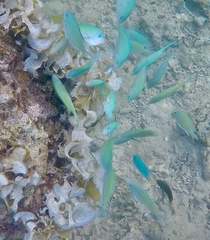 Chromis viridis