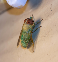 Chlorotabanus crepuscularis