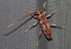 Elaphidion