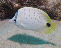 Chaetodon miliaris