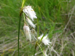 Eriophorum viridicarinatum