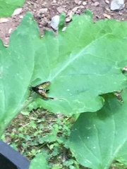 Chrysopilus connexus