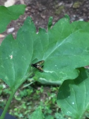 Chrysopilus connexus