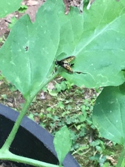 Chrysopilus connexus